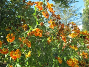 Helenium solbrud