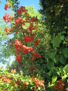 Ildtorn Pyracantha coccinea