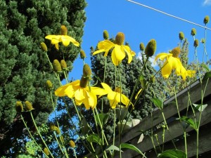 Solhat Rudbeckia Nitida