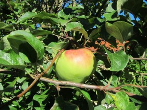 Æble Filippa