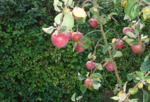 Ting at gøre i oktober