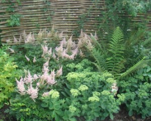 Astilbe tidligt på den