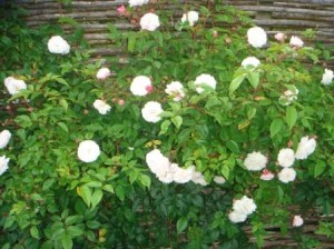 felicity et perpetue