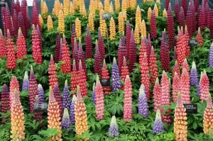 Lupiner på Chelsea Flowershow