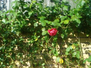 Den sidste rose